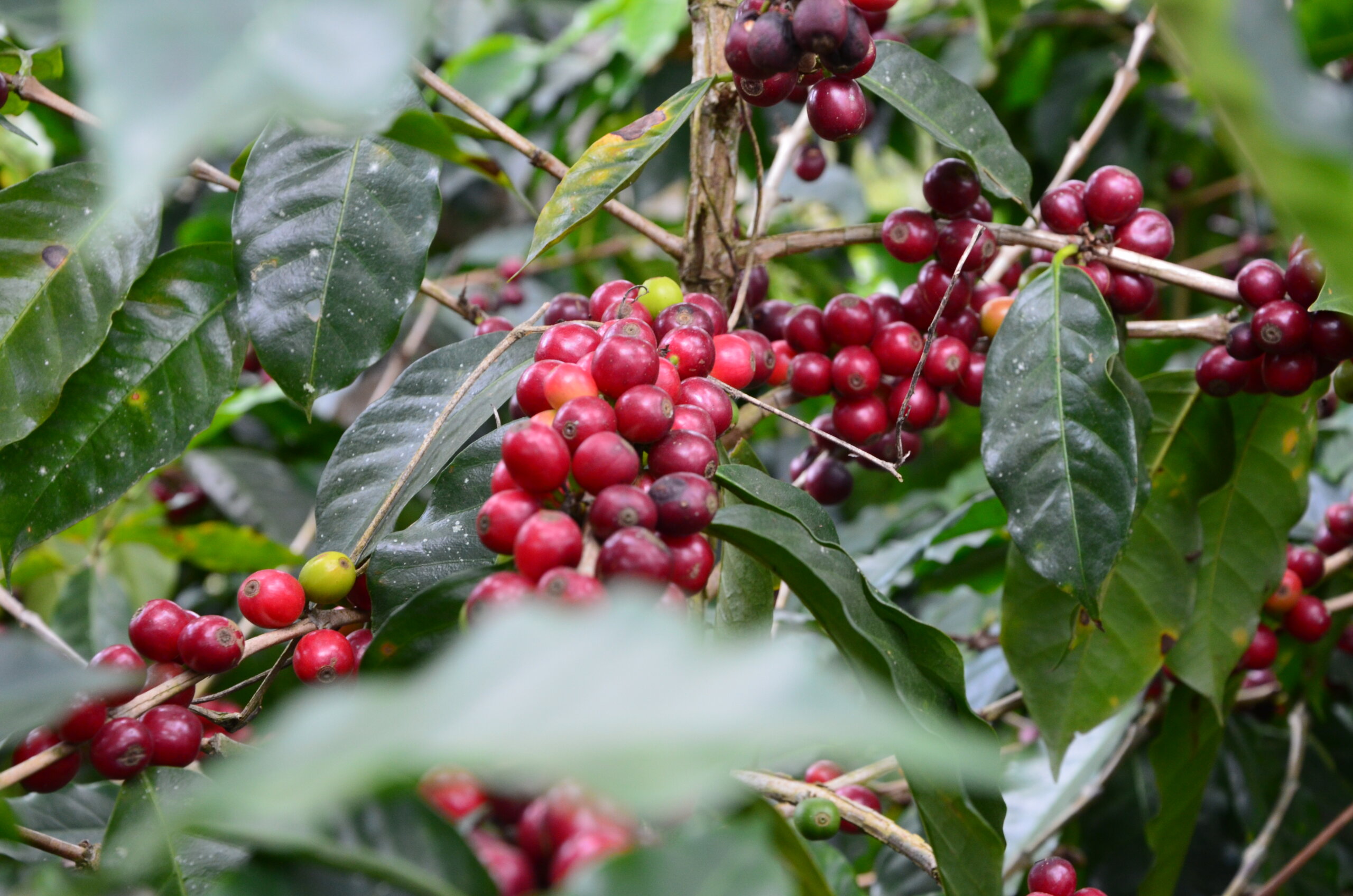 La Gloria Estate - InterAmerican Coffee Europe | Specialty Green Coffee ...