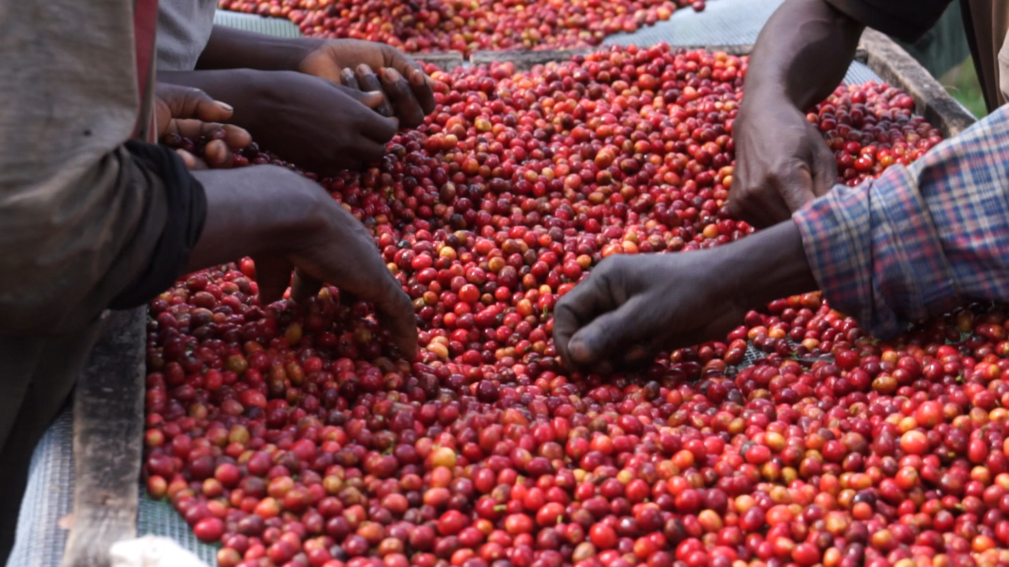 JNP-coffees-Burundi-Microlots-10